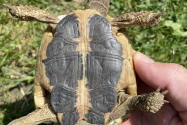 Landschildkröten kaufen und verkaufen Foto: Testudo hermanni hermanni  Lokalform Toskana 