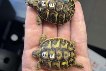 Landschildkröten kaufen und verkaufen Foto: Testudo hermanni hermanni und THB NZ 23/24 Lokalform Apulien/ Madonie