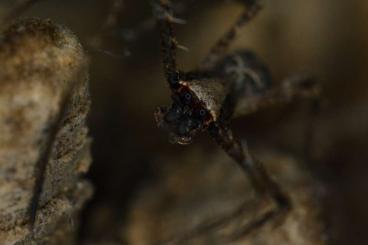 other spiders kaufen und verkaufen Photo: Widows, net casting spiders, orbweavers