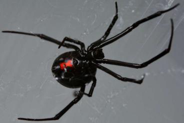 echte Webspinnen kaufen und verkaufen Foto: Latrodectus hesperus spiderlings