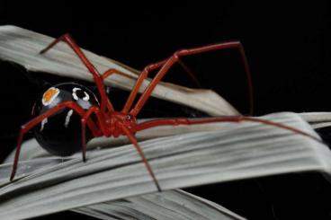 other spiders kaufen und verkaufen Photo: Latrodectus bishopi adult 0.1