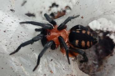 Spiders and Scorpions kaufen und verkaufen Photo: Looking for Diplura and Linothele