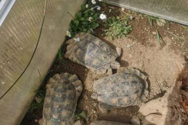 Tortoises kaufen und verkaufen Photo: Zucht Gruppe Testudo Marginata