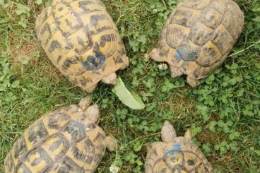 Landschildkröten kaufen und verkaufen Foto: Testudo Hermanni Hermanni Weibchen