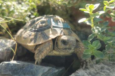 Tortoises kaufen und verkaufen Photo: Testudo Hermanni Boettgerie Nachzuchten 