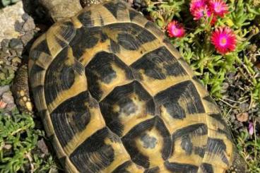 Landschildkröten kaufen und verkaufen Foto: Weibchen THB 2008 griechische Landschildkröte