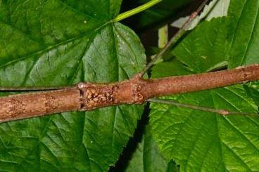 Insects kaufen und verkaufen Photo: For Sale: Rare Stick Insect eggs