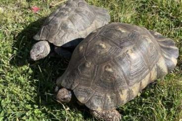 Tortoises kaufen und verkaufen Photo: Breitrandschildkröten. Testudo marginata. Weiblich. Männlich