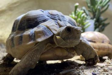 Landschildkröten kaufen und verkaufen Foto: Kleinmanni Pärchen sucht neues Personal 