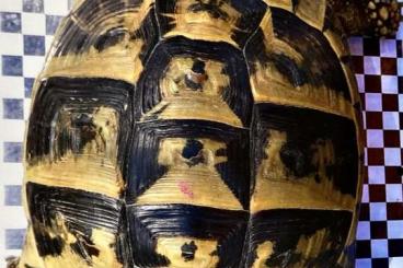 Landschildkröten kaufen und verkaufen Foto: 3 weibliche adulte Eierlegende Griechische Landschildkröten 