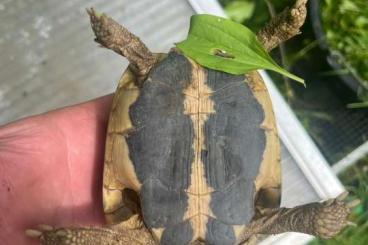 Landschildkröten kaufen und verkaufen Foto: 1.0 Thh aus der Toskana. 