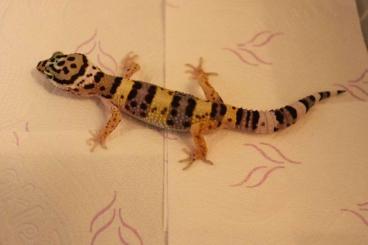 Geckos kaufen und verkaufen Foto: Leopardgecko Nachzucht 2021, mehrere Jungtiere zur Auswahl