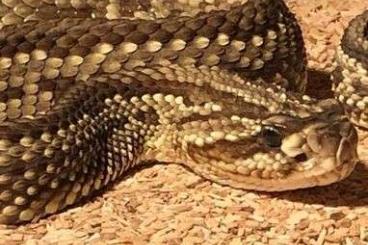 Giftschlangen kaufen und verkaufen Foto: Crotalus durissus terrificus NZ´15 Weibchen