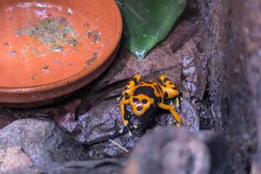 Pfeilgiftfrösche kaufen und verkaufen Foto: Dendrobates Leucomelas zur Abgabe 