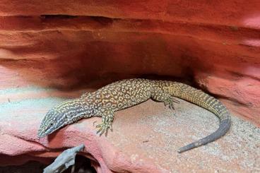 Monitor lizards kaufen und verkaufen Photo: Stachelschwanzwaran DNZ 2022 1.0 „Rare Earth Blutlinie“