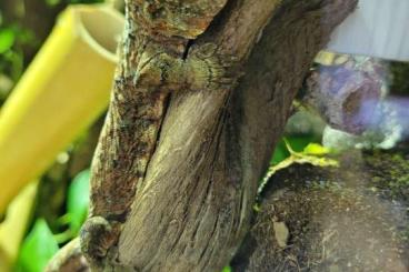 Geckos kaufen und verkaufen Foto: Flechtengecko Mniarogecko chahoua 1.0