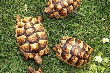 Tortoises kaufen und verkaufen Photo: Breitrandschildkröte - Testudo marginata - NZ 2020