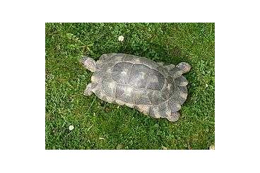 Landschildkröten kaufen und verkaufen Foto: SUCHE weibliche Breitrandschildkröte