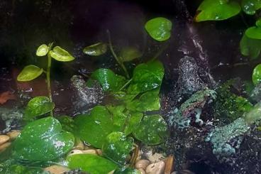 frogs kaufen und verkaufen Photo: Bombina Orientalis chinesische Rotbauchunke 