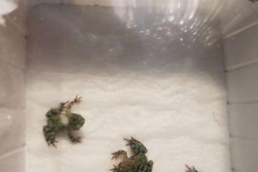 frogs kaufen und verkaufen Photo: Bombina Orientalis chinesische Rotbauchunke 