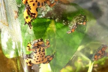 frogs kaufen und verkaufen Photo: Bombina Orientalis Rotbauchunke 