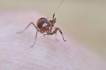 Insekten kaufen und verkaufen Foto: Gottesanbeterinnen Creobroter sp Yunnan 