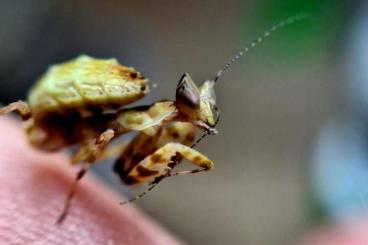 Insects kaufen und verkaufen Photo: Creobroter sp Yunnan L2, L3, L4 zum Verkauf