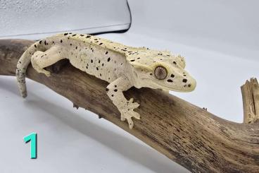 Geckos kaufen und verkaufen Photo: Kronengecko Super Dalmatiner NZ23 0.5