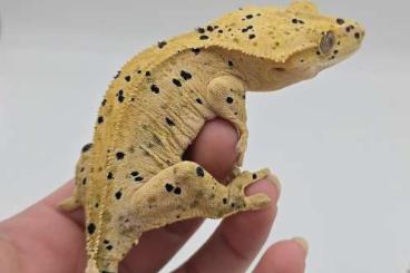 Geckos kaufen und verkaufen Photo: Kronengecko Super Dalmatiner NZ23 0.3