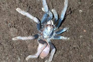 - bird spiders kaufen und verkaufen Photo: P.victori,H.devamatha, A.sp.kolumbien