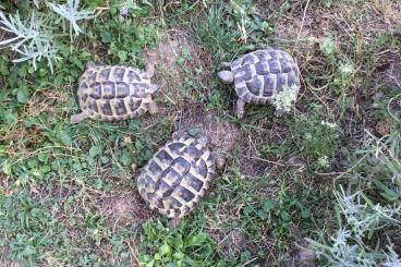 Landschildkröten kaufen und verkaufen Foto: Griechische Landschildkröten 2018/männlich