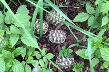 Landschildkröten kaufen und verkaufen Foto: Griechische Landschildkröten 2022