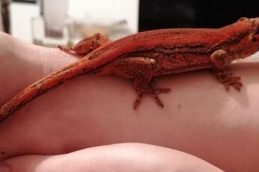 Geckos kaufen und verkaufen Foto: rhacodactylus auriculatus