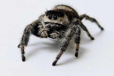 echte Webspinnen kaufen und verkaufen Foto: Offer Phidippus regius Florida