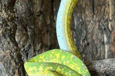 Pythons kaufen und verkaufen Foto: Morelia viridis 2023Nz abzugeben 