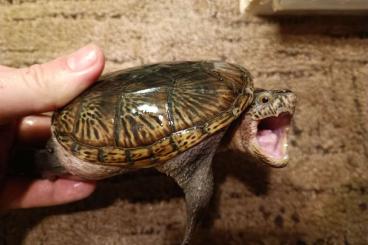 Sumpfschildkröten kaufen und verkaufen Foto: Turtles available in Ukraine (no delivery to Europe)