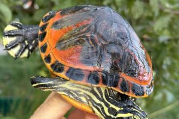 Sumpfschildkröten kaufen und verkaufen Foto: Pseudemys nelsoni gold flame male