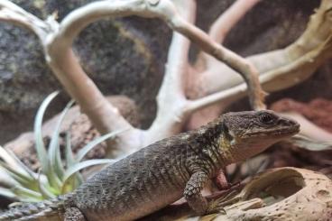 Echsen  kaufen und verkaufen Foto: Cordylus Tropidosternum / Tropischer Gürtelschweif