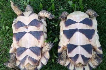 Landschildkröten kaufen und verkaufen Foto: 1,1 Breitrandschildkröten Zuchtpaar NZ 012