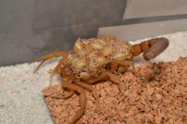 Skorpione kaufen und verkaufen Foto: Scorpions - UPDATED 20/JULY
