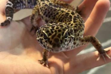 Geckos kaufen und verkaufen Photo: Leopardgeckos Zuchtaufgabe