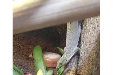 Geckos kaufen und verkaufen Photo:  Phelsuma Standingi Paar zu verkaufen