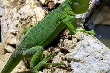 Lizards kaufen und verkaufen Photo: Antillean Iguana , iguana delicatissima