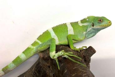 Echsen kaufen und verkaufen Photo: Fiji Iguana, Brachylophus fasciatus, B.bulabula, B.vitiensis Echsen kaufen und verkaufen Photo: Fiji Iguana, Brachylophus fasciatus, B.bulabula, B.vitiensis