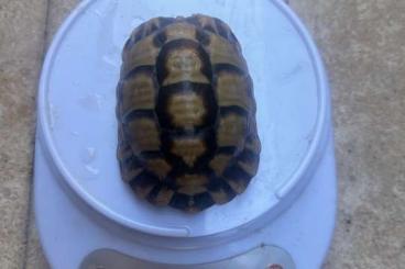 Schildkröten  kaufen und verkaufen Foto: 1.2 Testudo kleinmanni for Hamm
