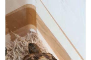 Tortoises kaufen und verkaufen Photo: Testudo hermanni hermanni 