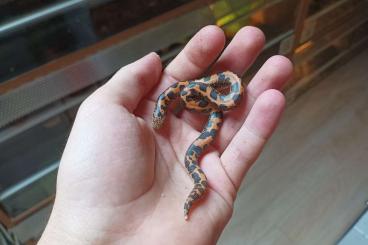 Boas kaufen und verkaufen Photo: Kenyan sand boas (Gongylophis colubrinus loveridgei)