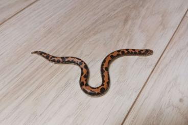 Boas kaufen und verkaufen Foto: Kenyan sand boas (Gongylophis/Eryx)