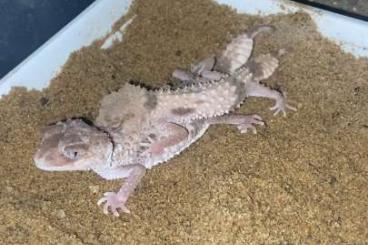 Geckos kaufen und verkaufen Foto: Nephrurus cinctus Prooven Pair