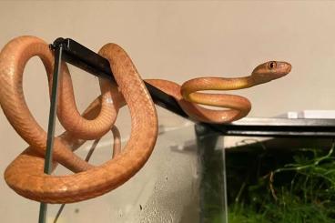 Schlangen kaufen und verkaufen Foto: Boiga Nigriceps 1.0 subadult